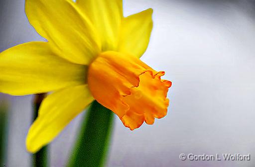 Miniature Daffodil_P1030014-6.jpg - Photographed at Smiths Falls, Ontario, Canada.
